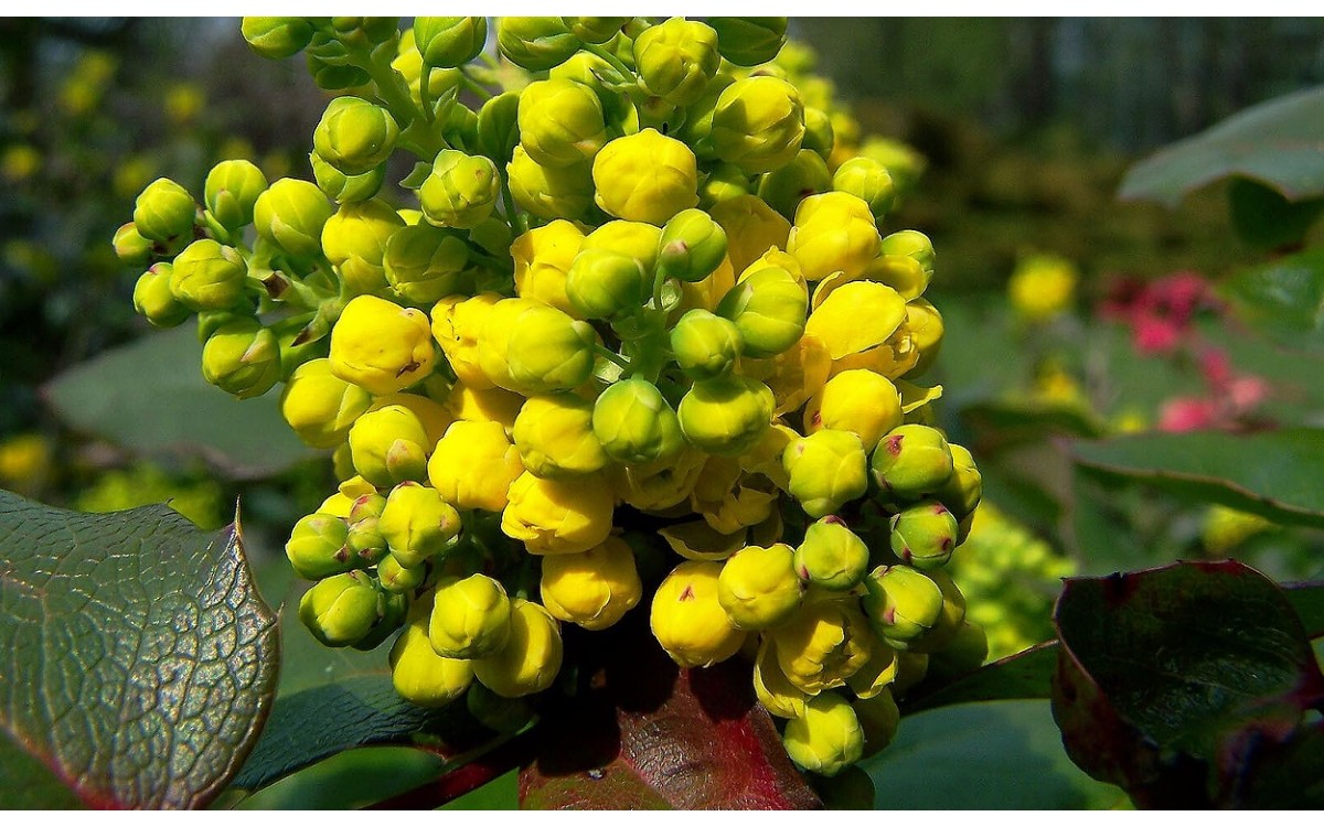 Berberis aquifolium