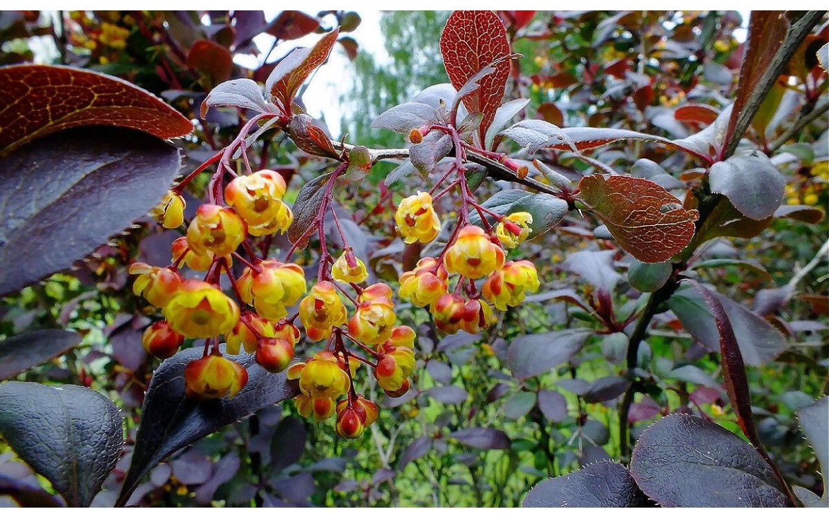 Berberis vulgaris L