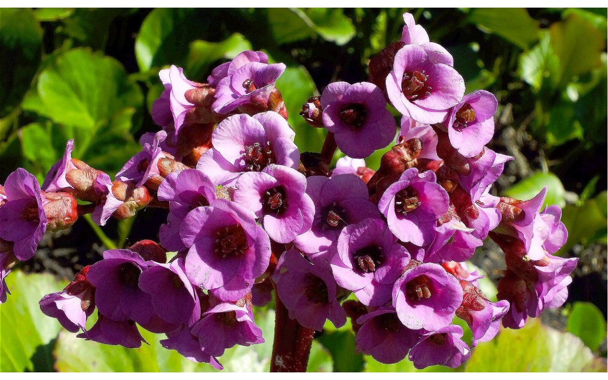 Bergenia crassifolia