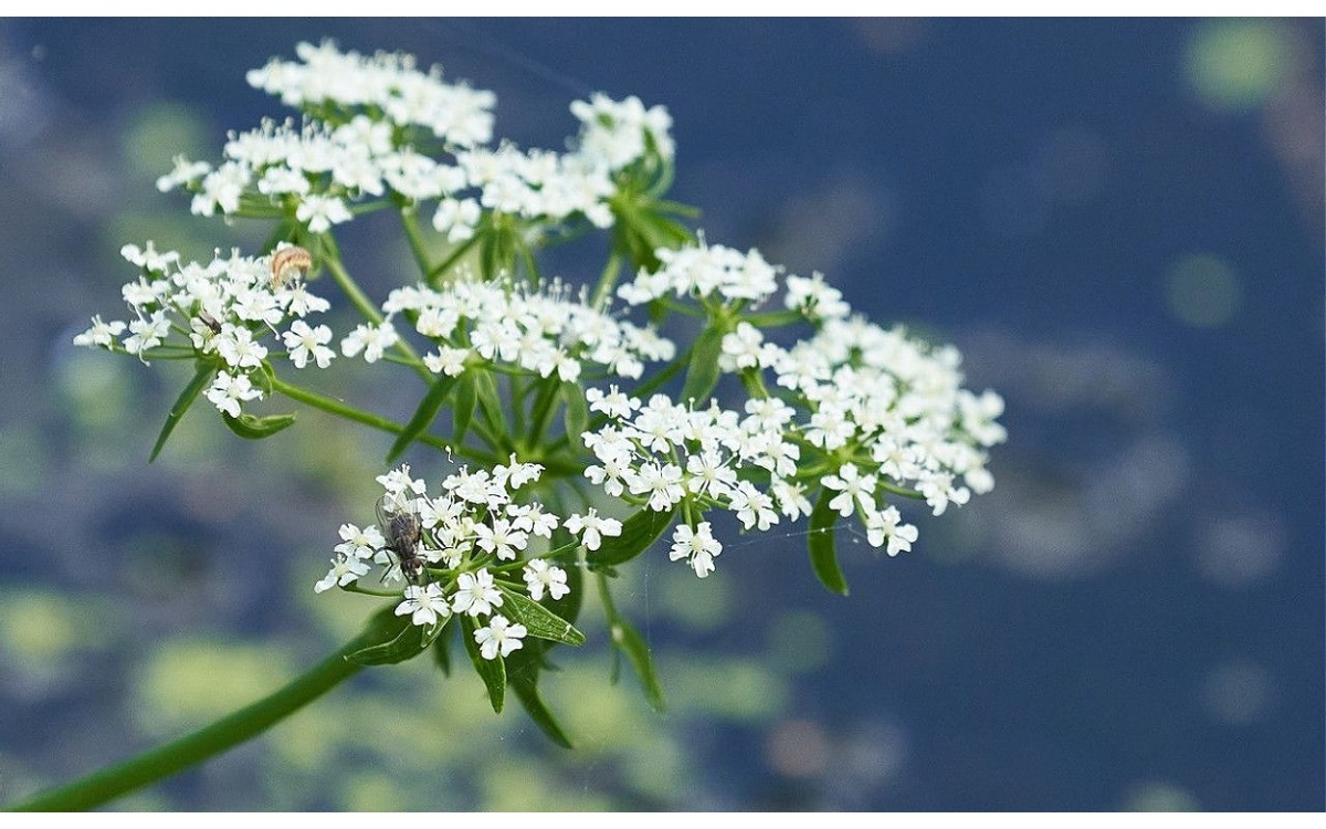 Berula erecta