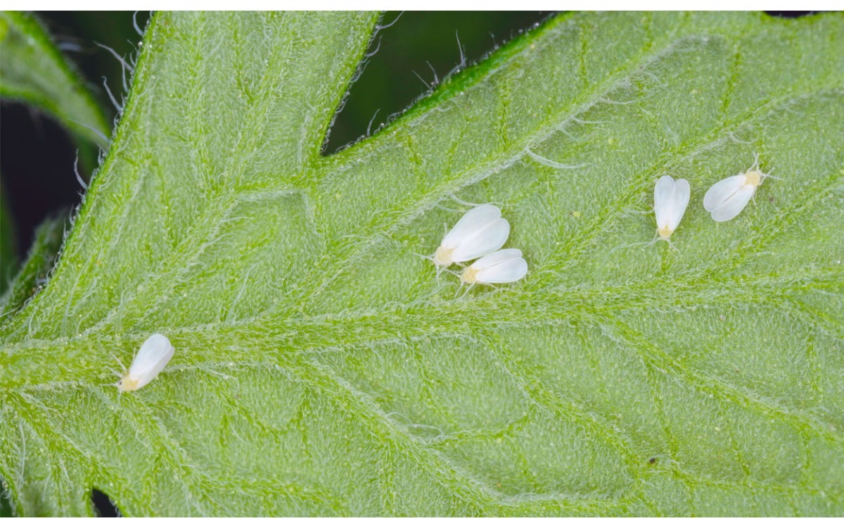 Bichos blancos comunes en las plantas y qué hacer con ellos