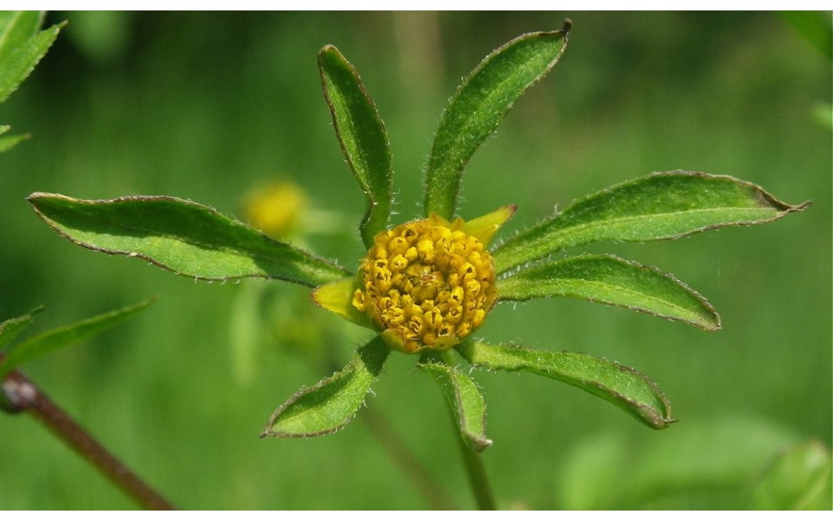 Bidens frondosa L