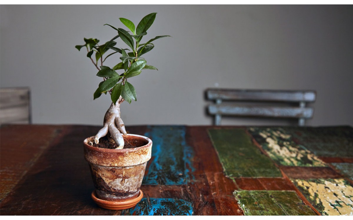 Bonsái de Ficus Ginseng