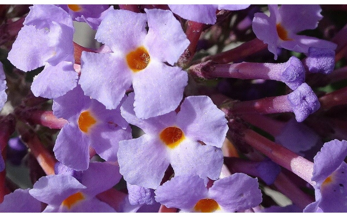 Buddleja davidii