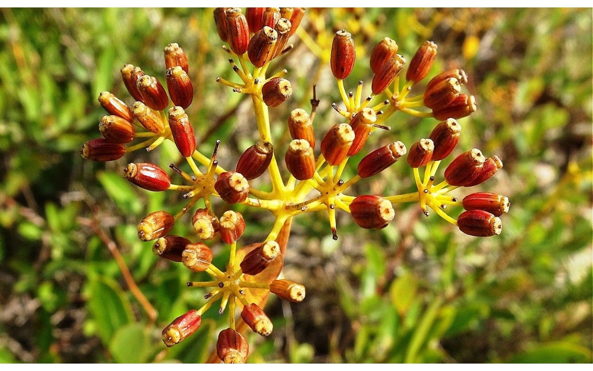 Bupleurum fruticosum