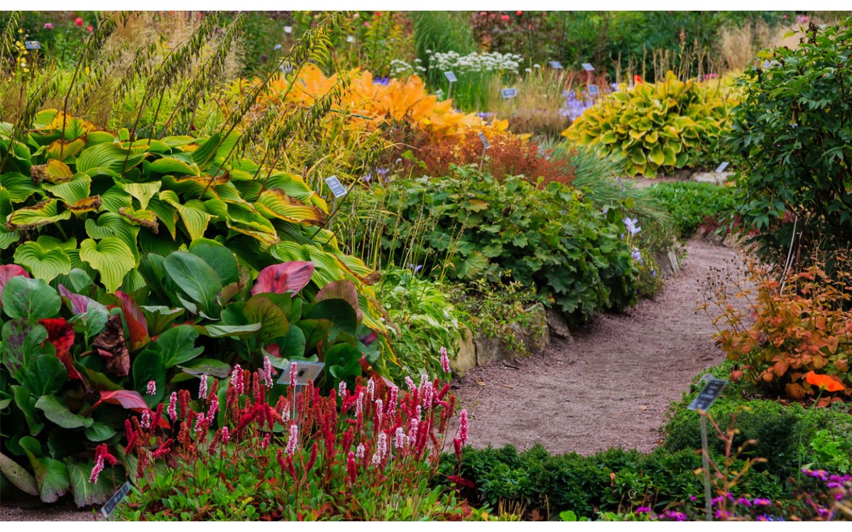 ¿Buscas un jardín lleno de flores impresionantes? Estas plantas perennes son excelentes para su jard