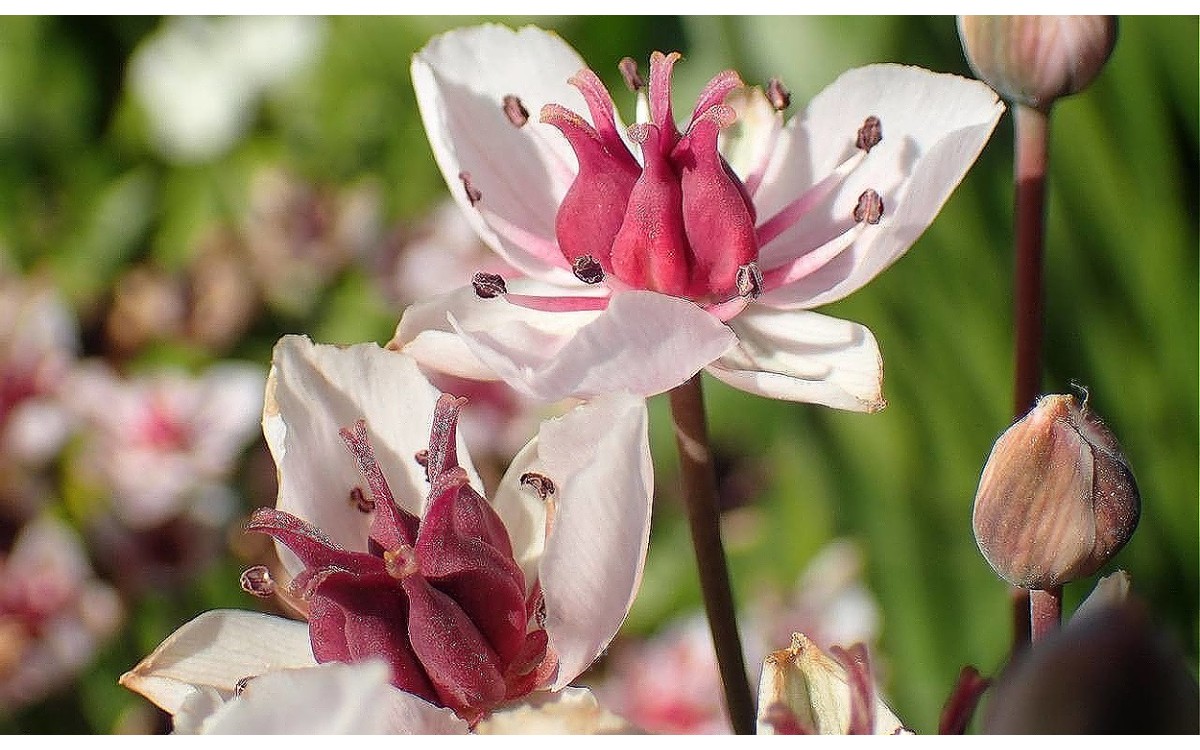 Butomus umbellatus