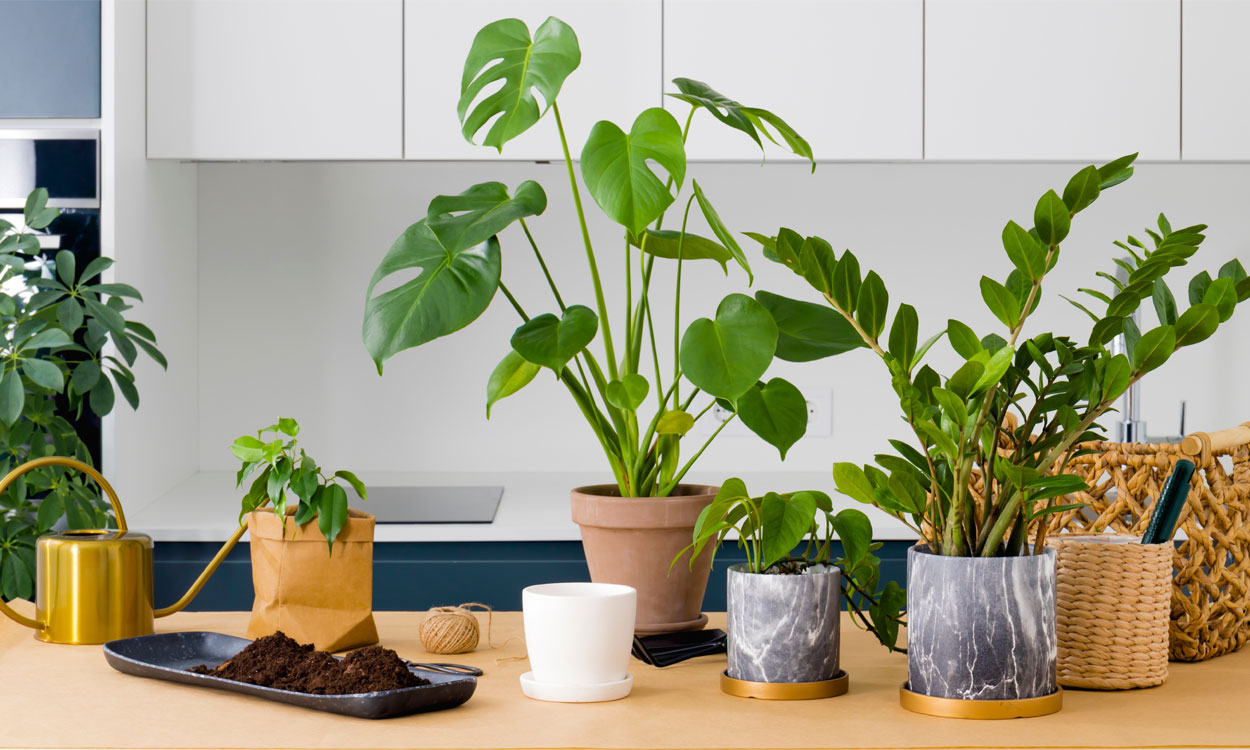 Cómo comprar plantas de interior para decorar tu hogar