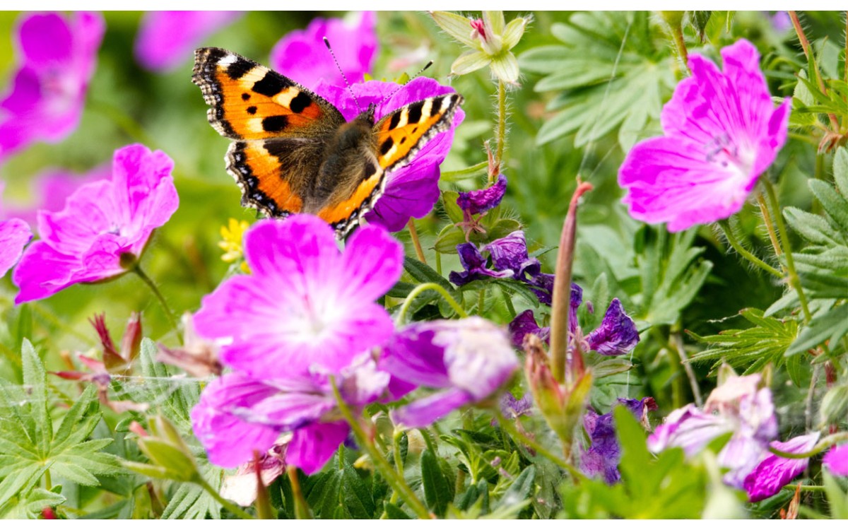 ¿Cómo puedes combatir las mariposas de geranio?