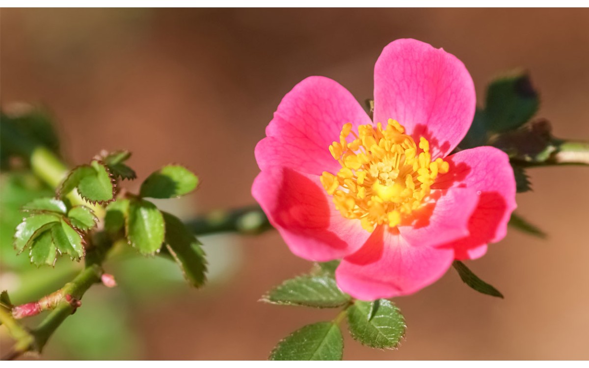 CUIDADO DE LA ROSA MOSQUETA: UNA ROSA SILVESTRE DECORATIVA CON NUMEROSAS ENERGÍAS