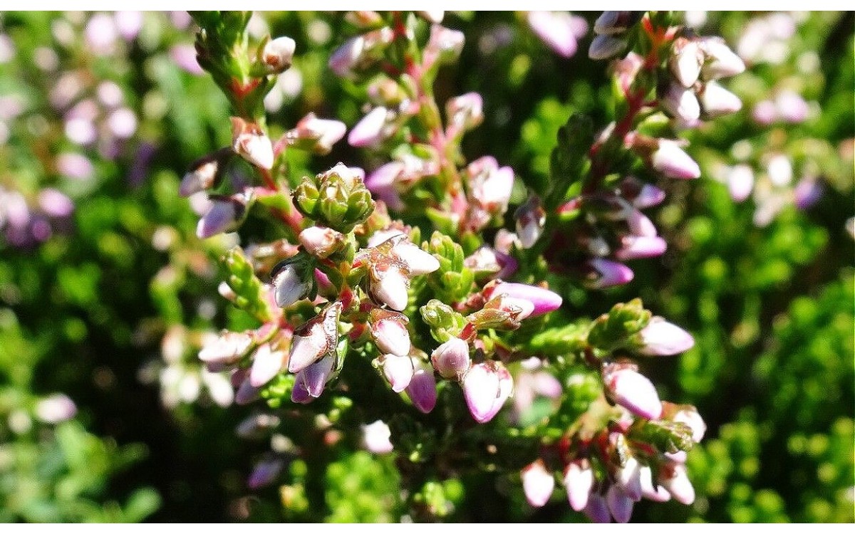 Calluna vulgaris