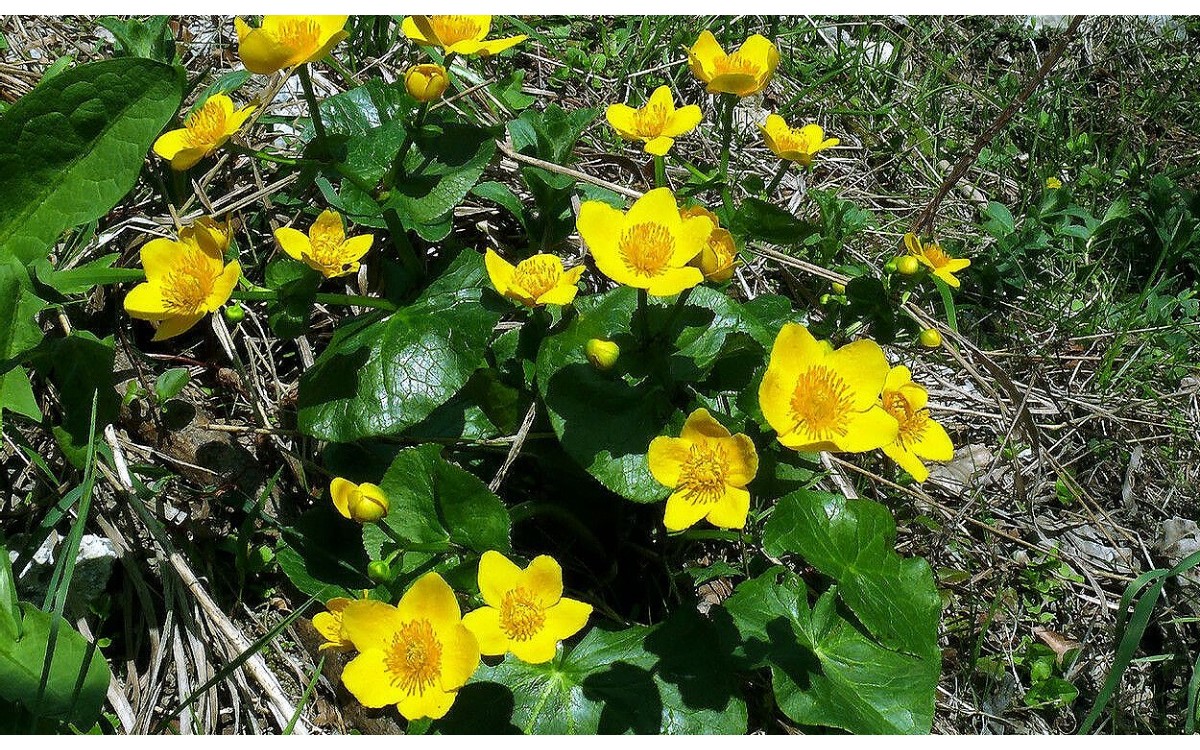 Caltha palustris L