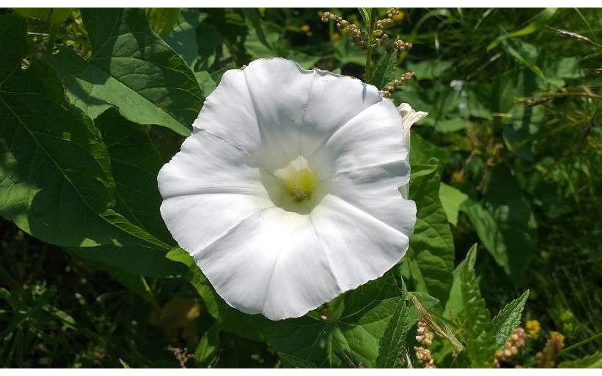 Calystegia sepium