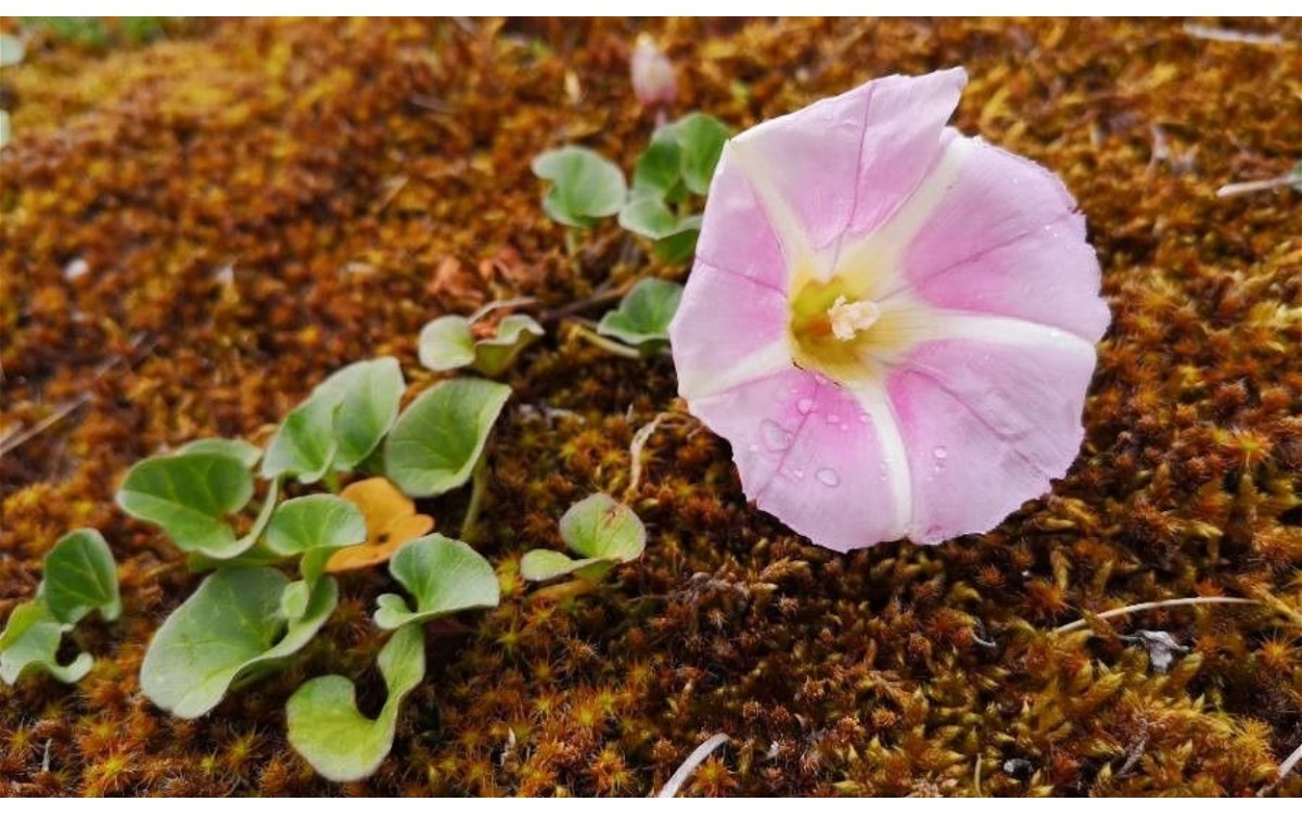 Calystegia soldanella o campanilla de mar