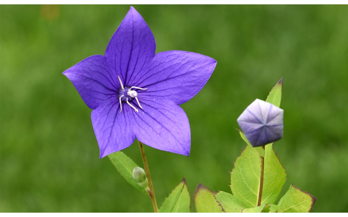 Campanilla china: Estos son los pasos que debes seguir para colorear tu jardín