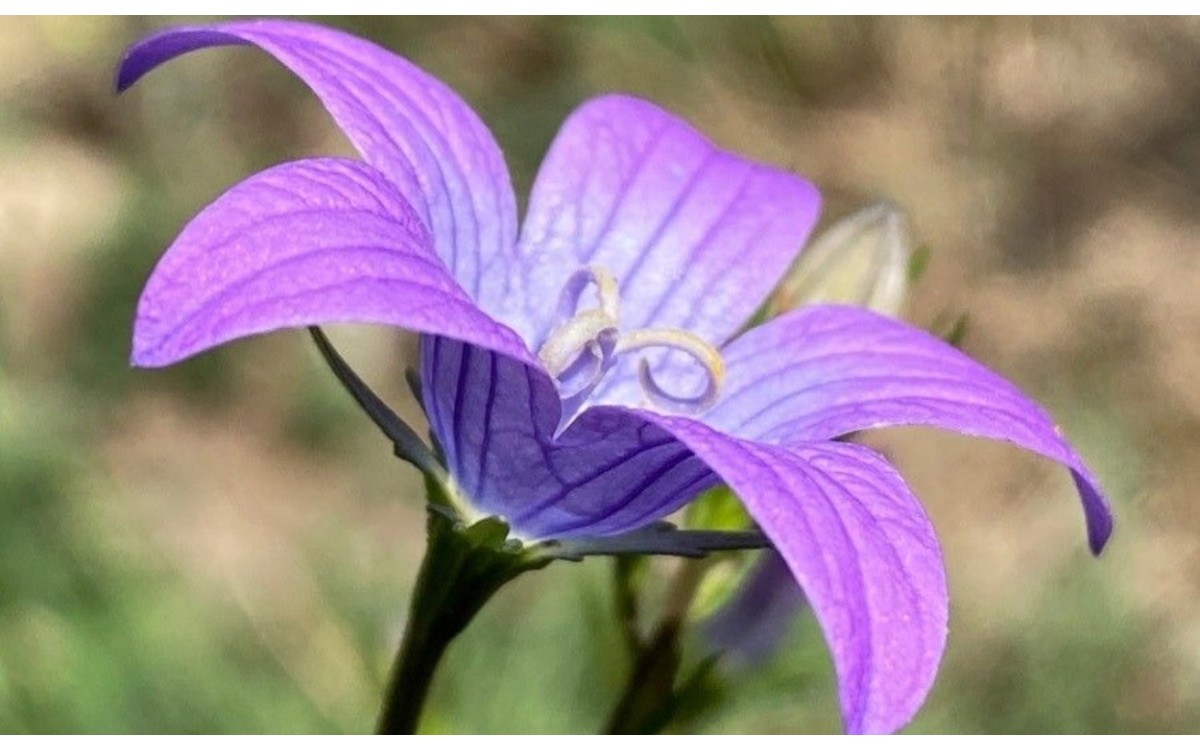 Campanula patula