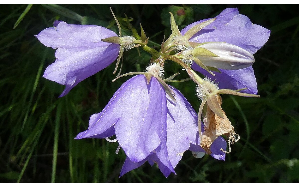 Campanula persicifolia