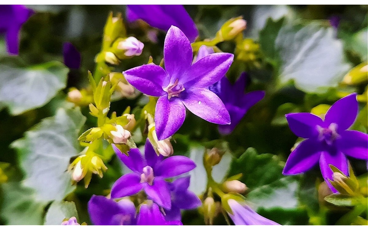 Campanula portenschlagiana Schult