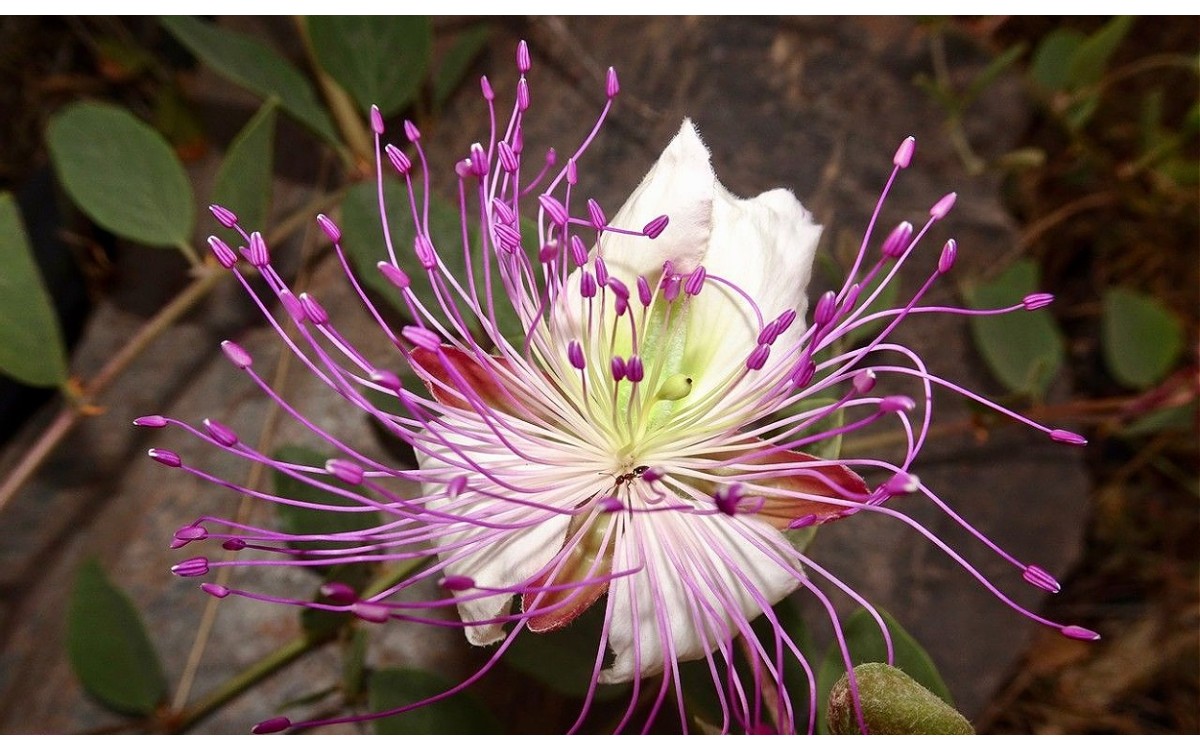 Capparis spinosa L