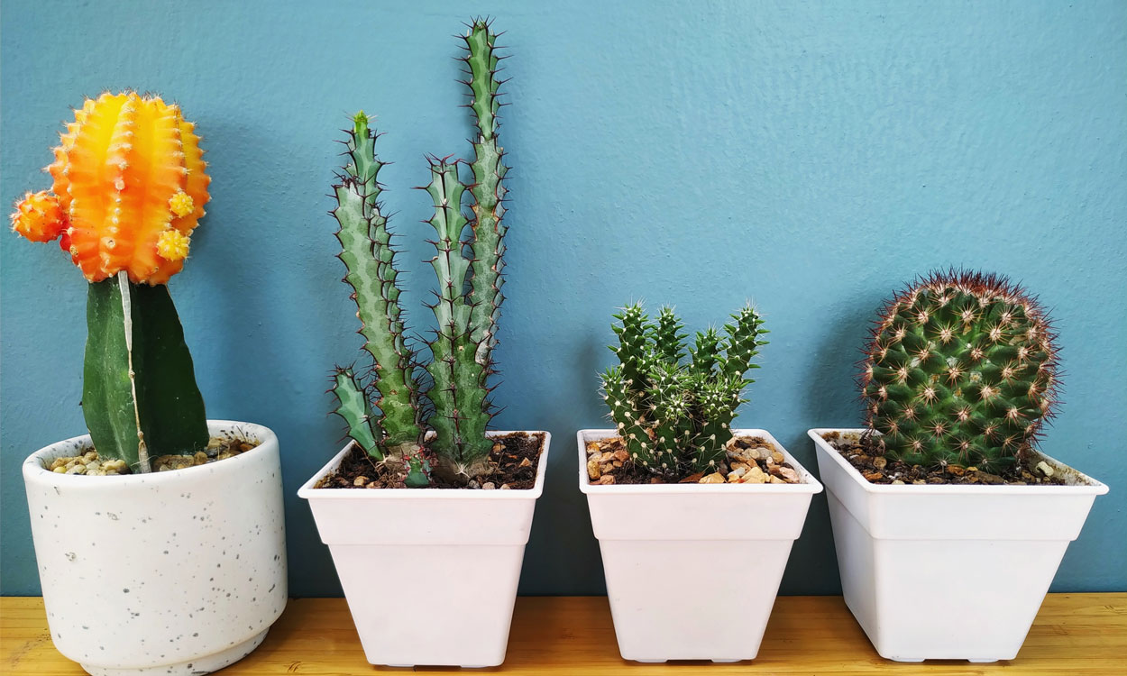 Escultor fácilmente congelado Características de las macetas para los cactus