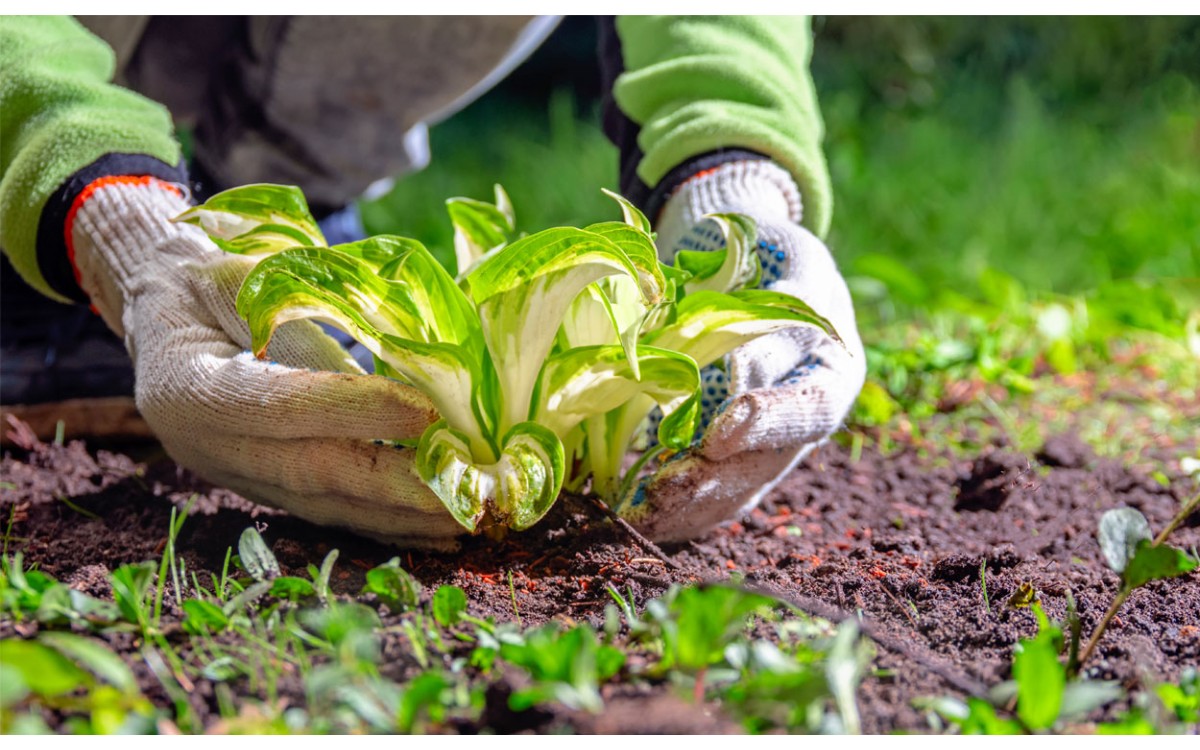 Características y cuidados de una planta de Hosta