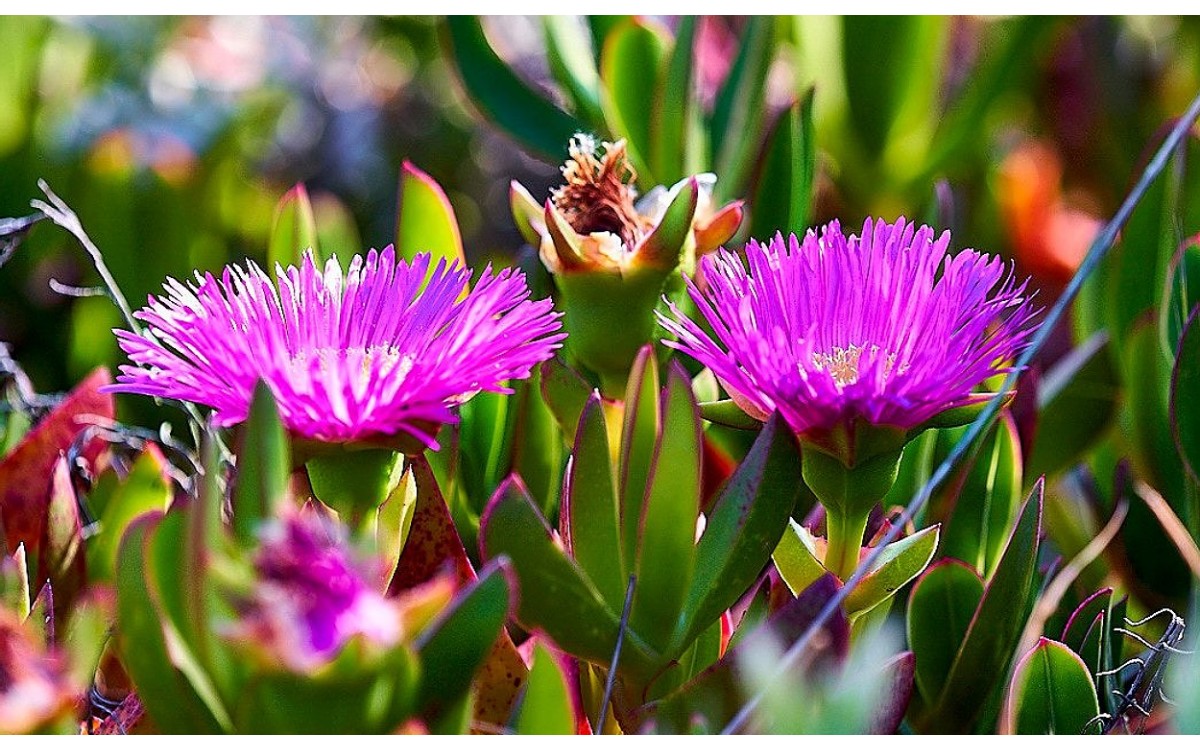 Carpobrotus edulis, comúnmente conocida como la Uña de gato