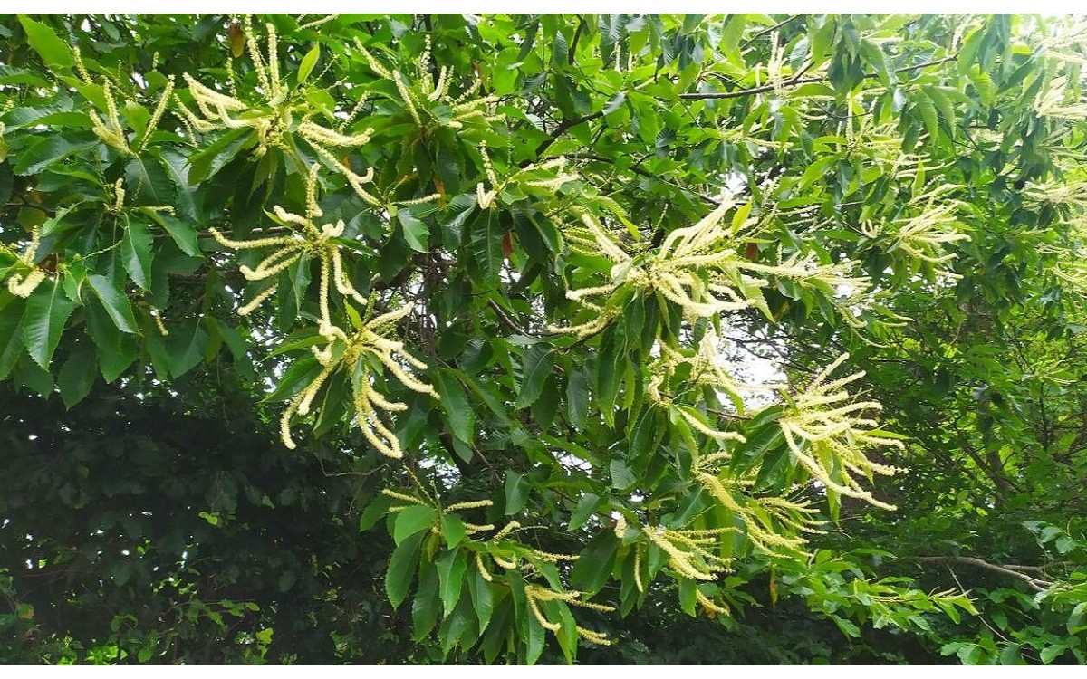 El Castaño Europeo (Castanea sativa Mill.)