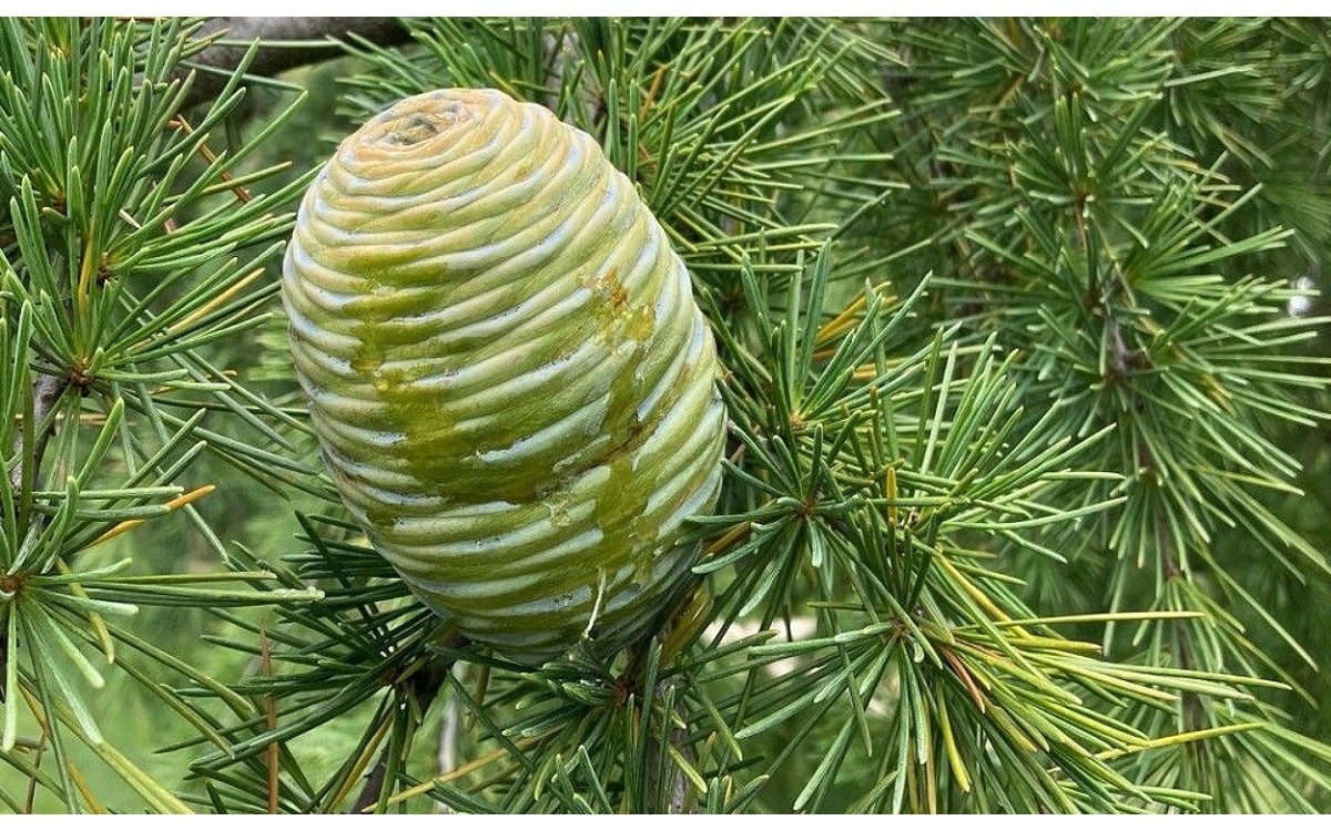 Cedro del Himalaya adulto con ramas llorosas características