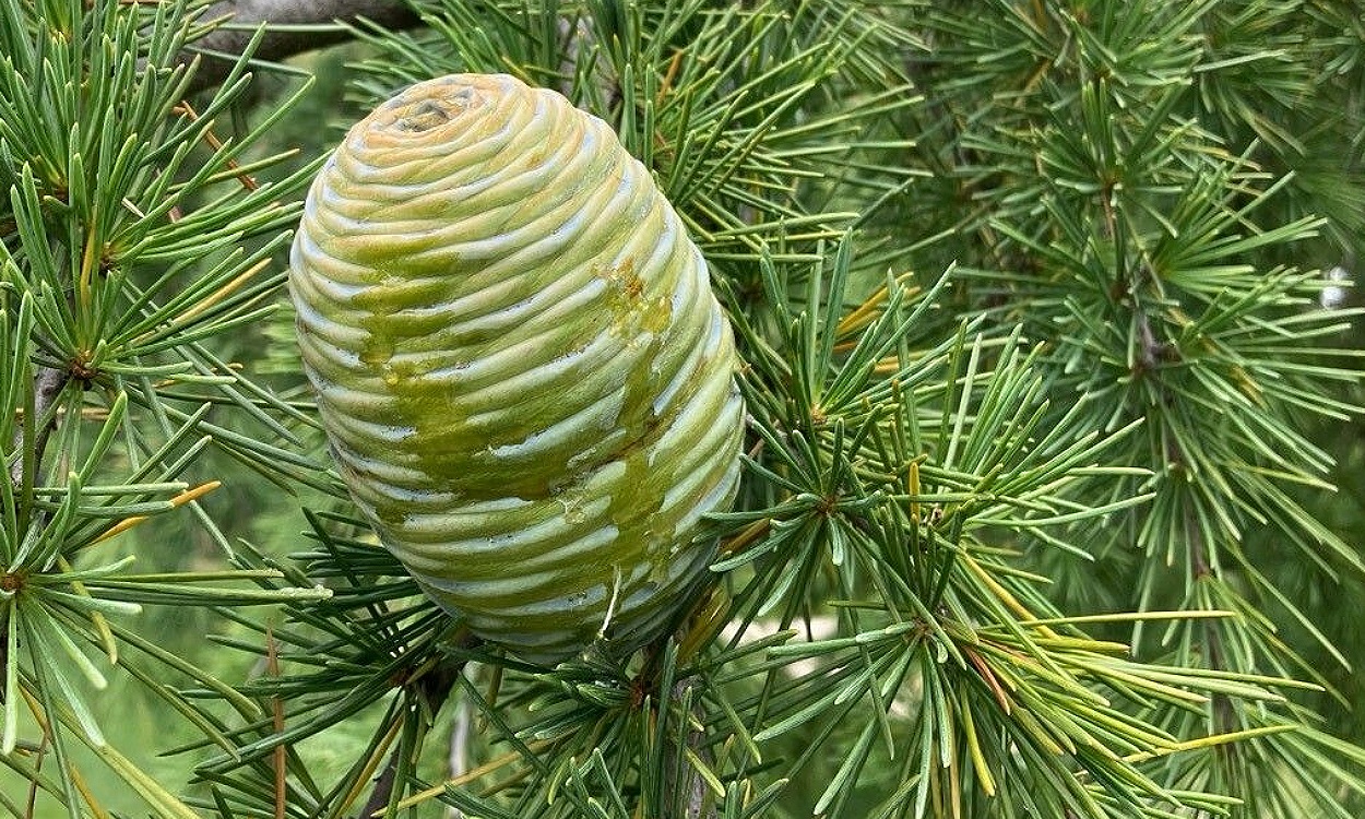 Árbol Cedro del Himalaya (Cedrus deodara) con porte llorón y follaje verde azulado