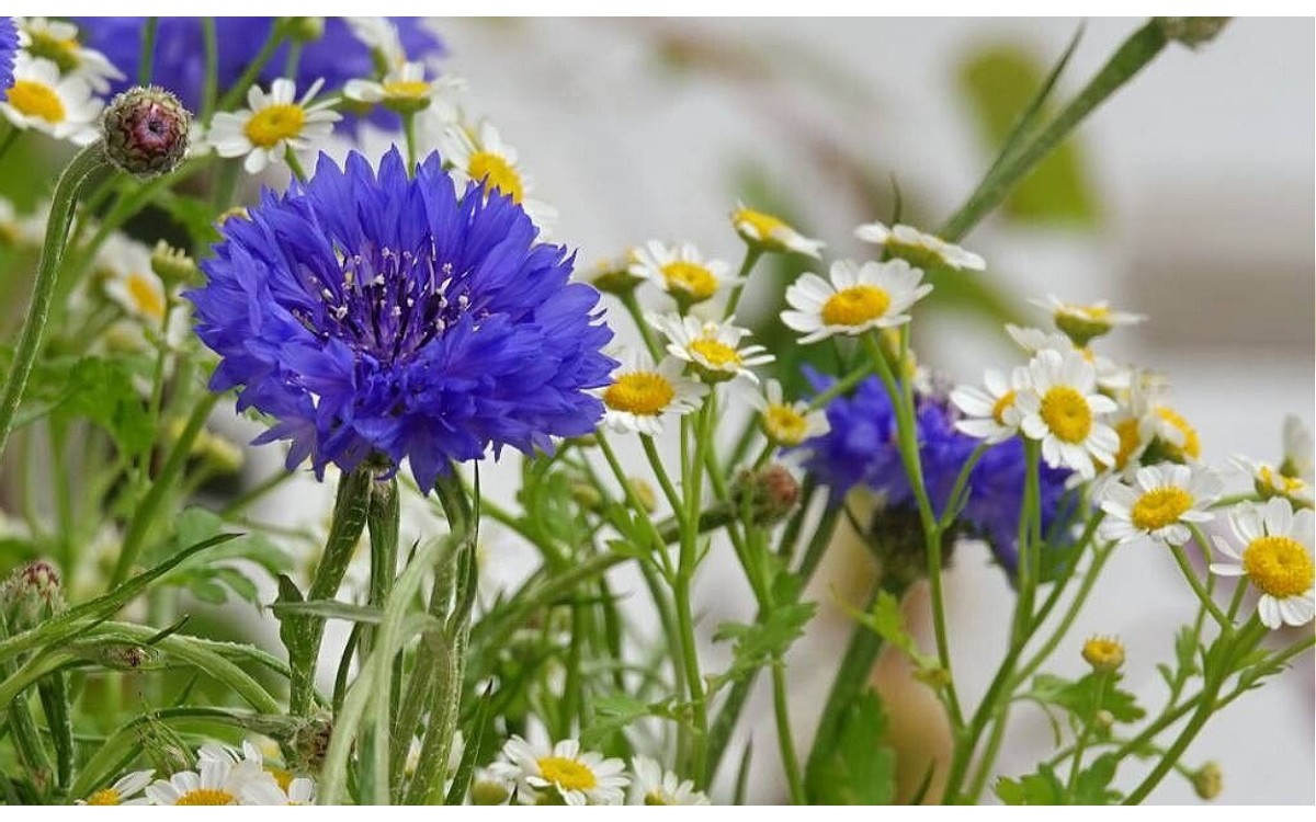 Flores azules intensas del aciano Centaurea cyanus en floración
