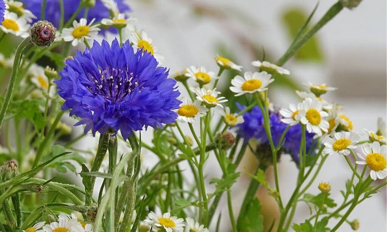 Aciano o azulejo con flores azul intenso, planta silvestre de la familia Asteraceae cultivada en jardín