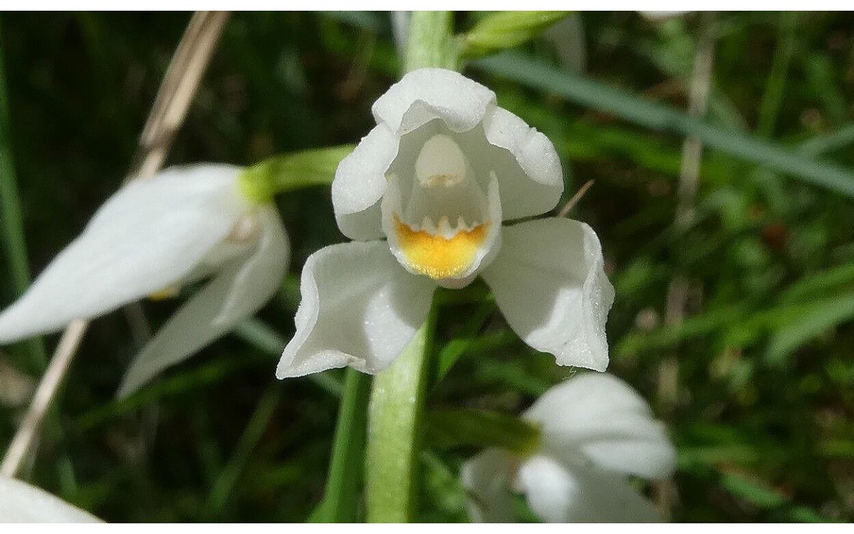 Cephalanthera longifolia, conocida comúnmente como la orquídea de hojas largas