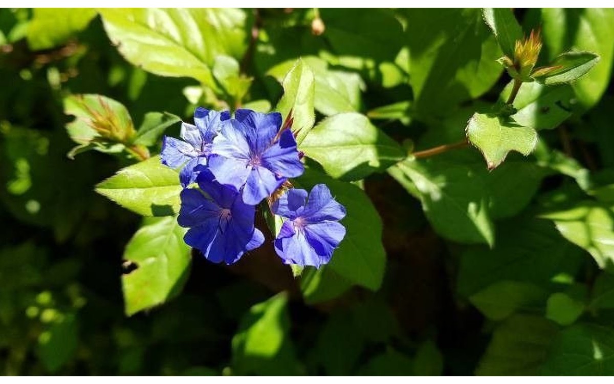 Ceratostigma plumbaginoides Bunge conocida como plumbago azul resistente o plumbago enano