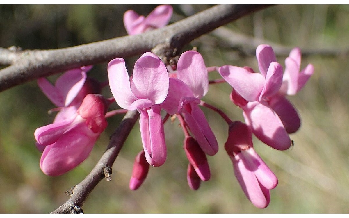 Cercis siliquastrum L o Árbol del amor