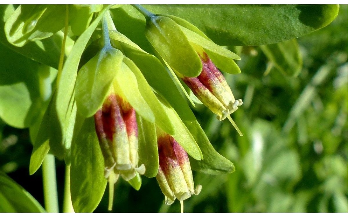 Cerinthe glabra Mill