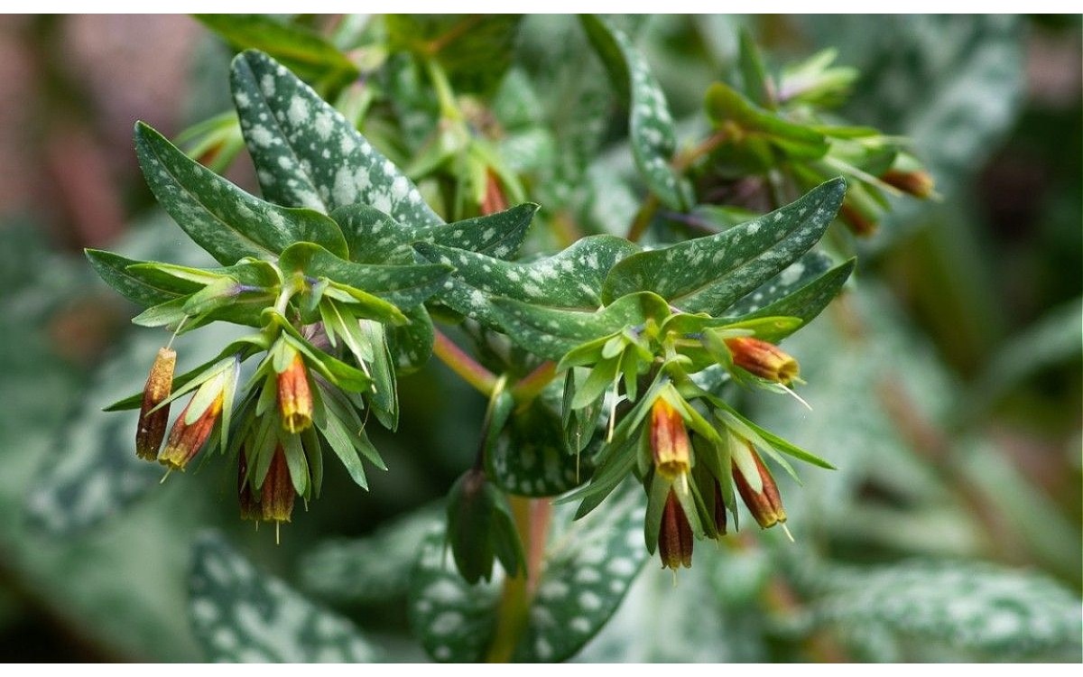 Cerinthe tenuiflora flor amarilla delicada