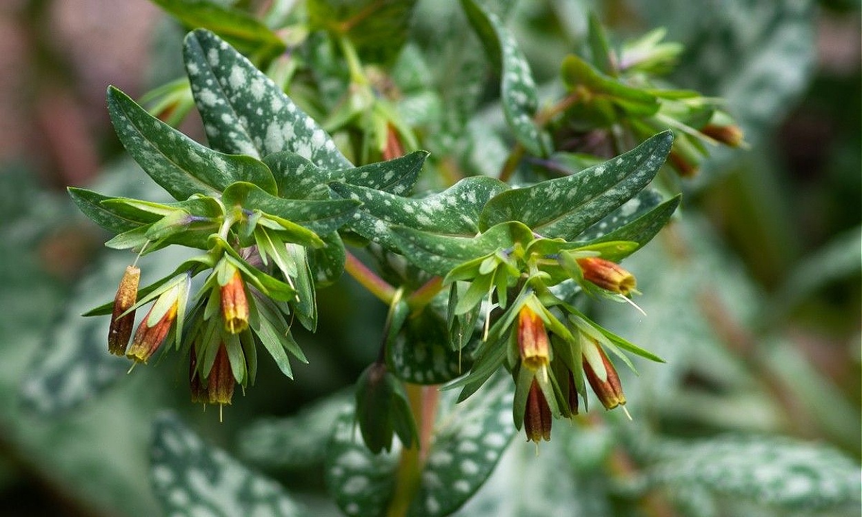 Planta Cerinthe tenuiflora con flores tubulares amarillas y follaje grisáceo