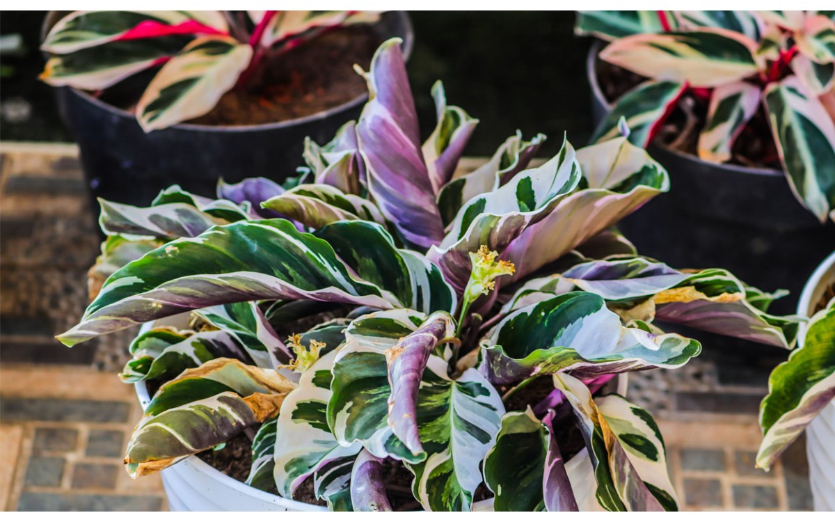 Charlotte o Calathea White Fusion Care