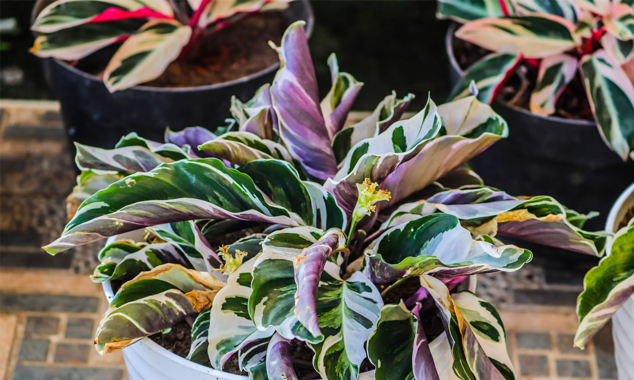 Charlotte o Calathea White Fusion Care