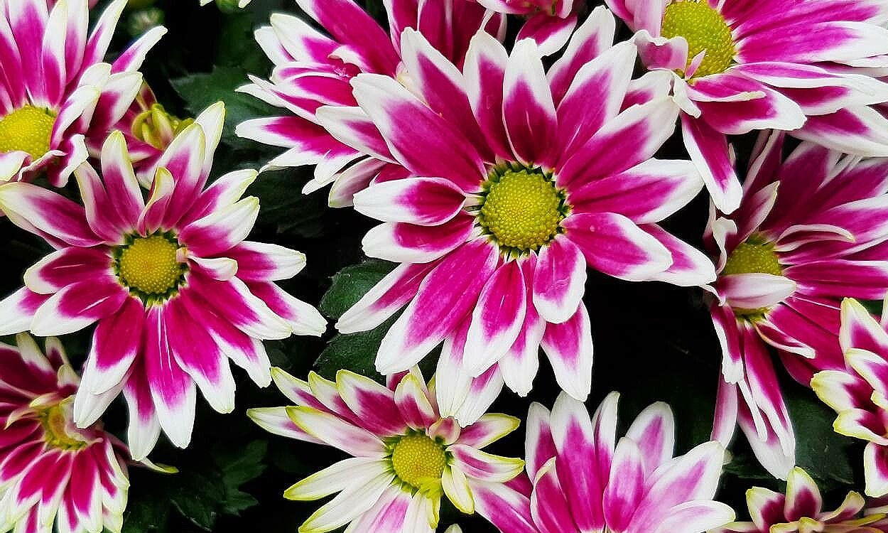 Flor de crisantemo con pétalos densamente agrupados en forma pompón de color amarillo brillante