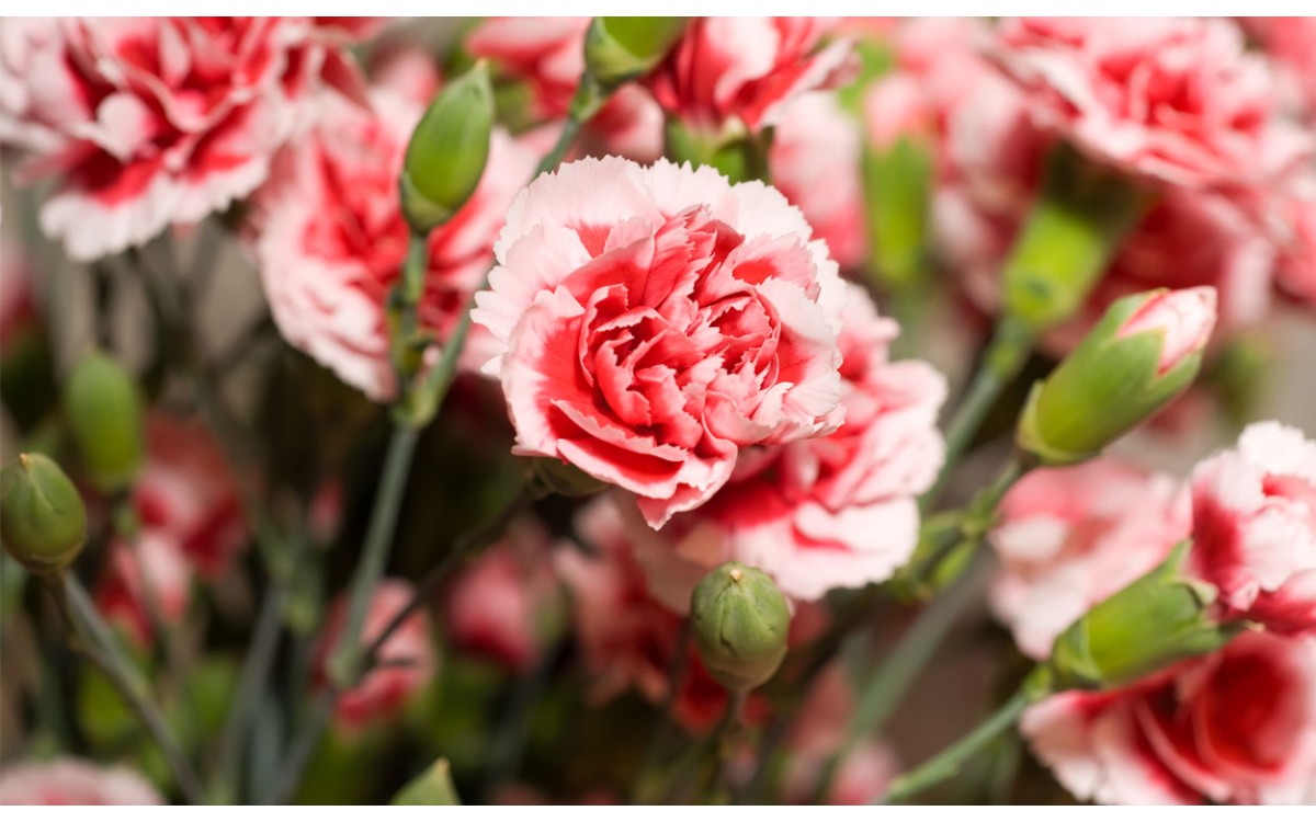 Claveles: Cuidados y características de la flor más querida