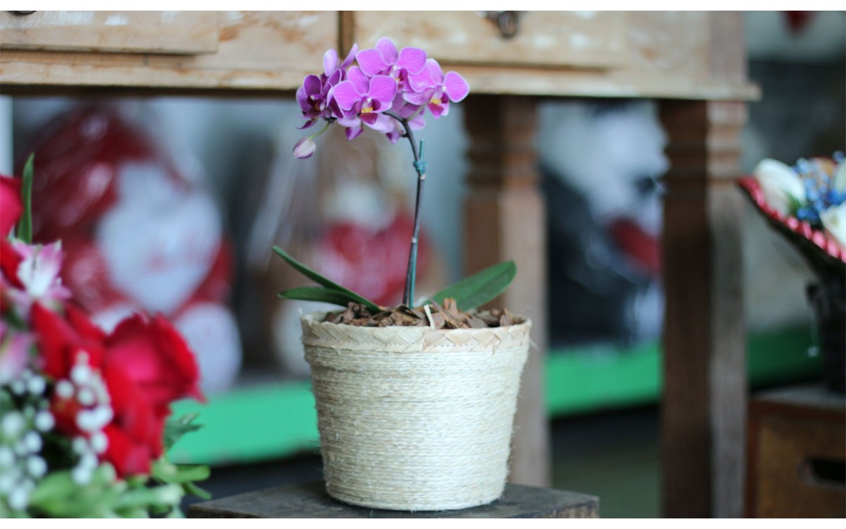 ¿Cómo Cuidar Mini orquídeas?