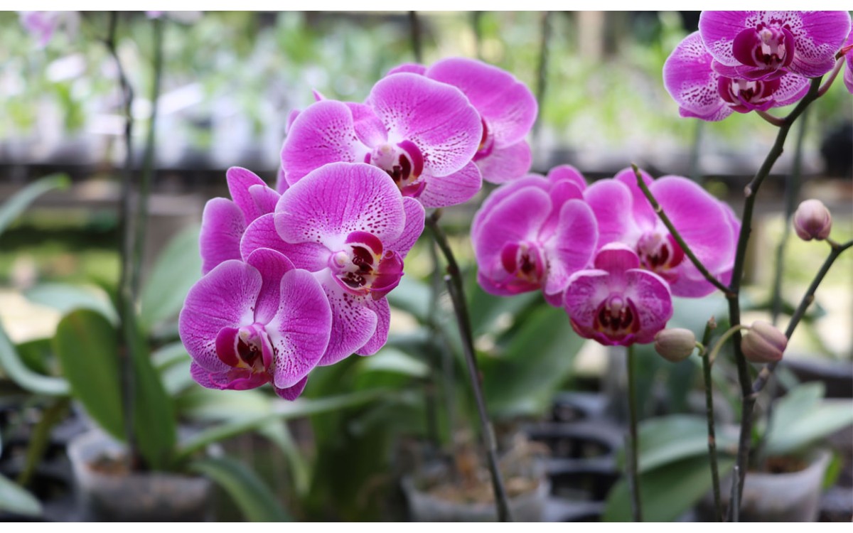 Cómo cortar las varas de las orquídeas