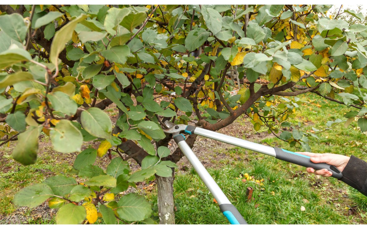 Cómo cuidar los árboles frutales de otoño y mantenerlos sanos