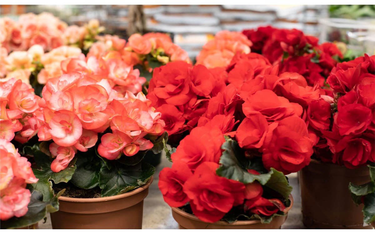 Como cuidar una begonia en el interior de tu casa