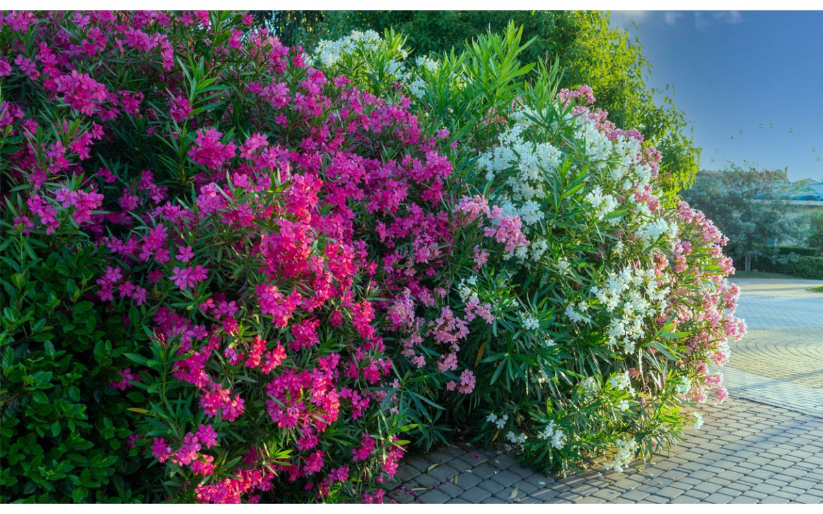 Cómo cultivar adelfas al aire libre: una planta arbustiva que producirá cientos de flores