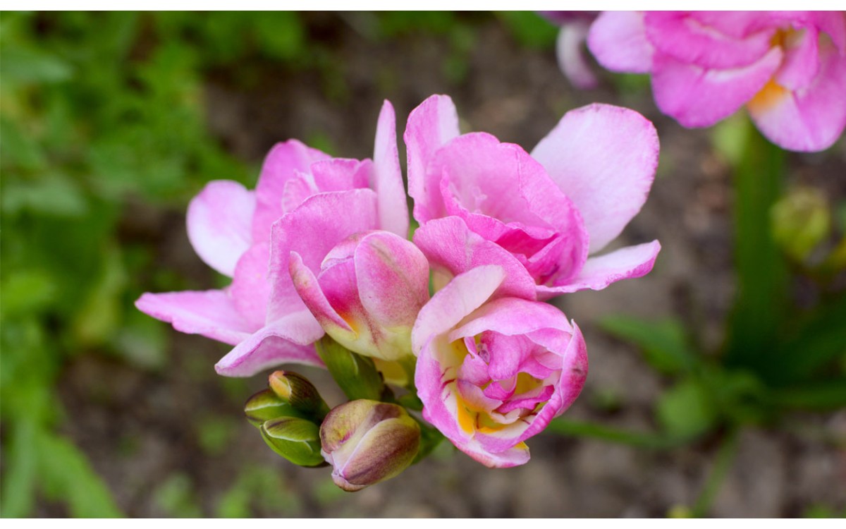 Cómo cultivar fresia (una planta perenne bulbosa que florece en el verano)