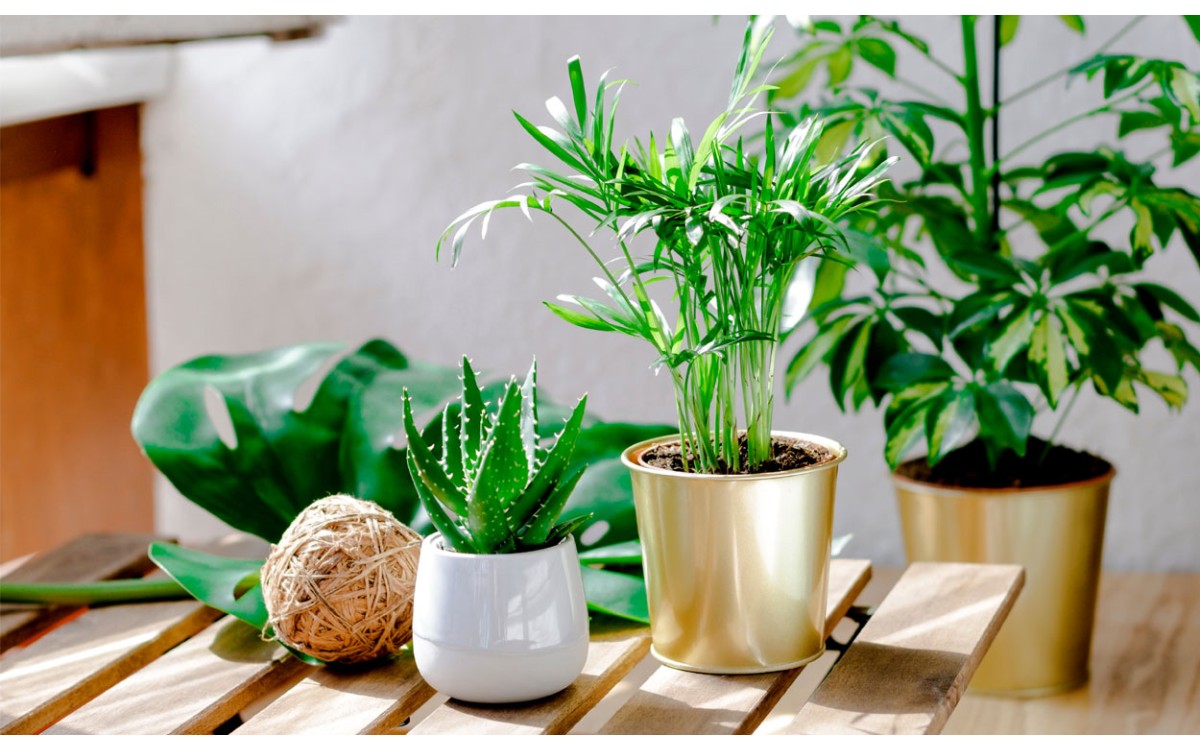 Cómo elegir las plantas perfectas para tu hogar