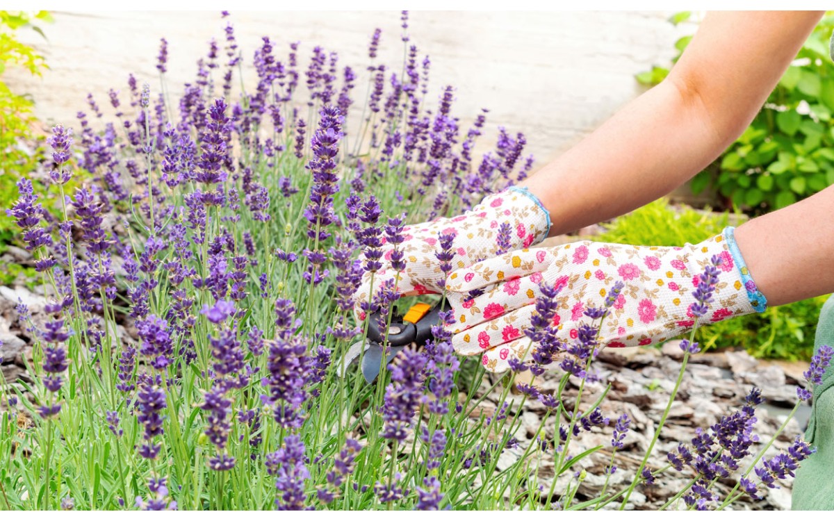 Cómo elegir plantas de exterior resistentes al sol y al frío para su jardín