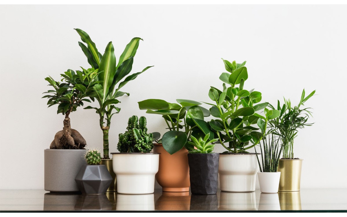 ¿Cómo eliges las plantas de interior adecuadas para tu hogar?